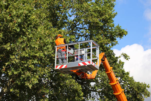 Best Hedge Trimming  in Caldwell, TX